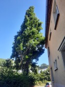 Foto: abgebrochener Ast engt Gehweg ein , Straßenbaum  - Äste reiben an Hausfassade 
